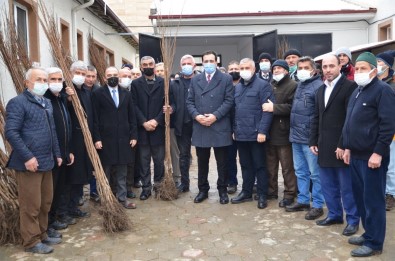 Çiftçilere 3 Bin 350 Adet Cennet Hurmasi Ve Incir Fidani Ücretsiz Dagitildi