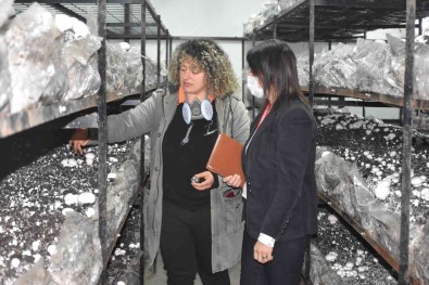 Tarsus'ta Mantar Yetistirme Kursu 250 Kisiye Yeni Is Kapisi Açti