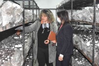 Tarsus'ta Mantar Yetistirme Kursu 250 Kisiye Yeni Is Kapisi Açti