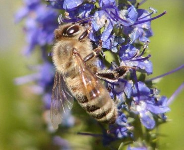 2022 Yili Ari Fiyatlari Belirlendi