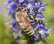 2022 Yili Ari Fiyatlari Belirlendi