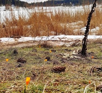 Kar Ve Çiçek Açan Çigdemler Yan Yana