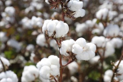 Türk Pamuk Tohumlarinin AB Ülkelerinde Tescilli Tamamlandi