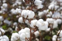 Türk Pamuk Tohumlarinin AB Ülkelerinde Tescilli Tamamlandi