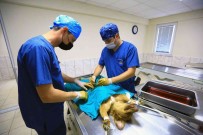 26 Bin Can Dostu Tedavi Edildi