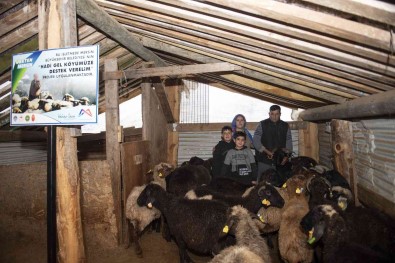 'Haydi Gel Köyümüze Destek Verelim' Projesi, Damizliklarla Çogaliyor