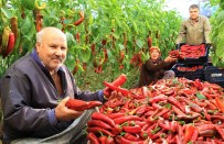 Örtü Alti Kirmizi Biber Üreticisini Güldürdü