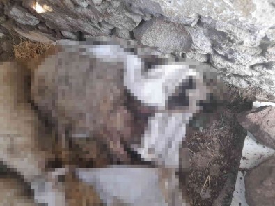 Saldiridan Kaçan Ölü Koyunlar Sahile Vurdu