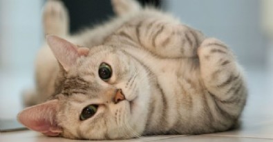 17 Şubat Dünya Kediler Günü Nasıl Ortaya Çıktı? Dünya Kediler Günü Sözleri Neler?