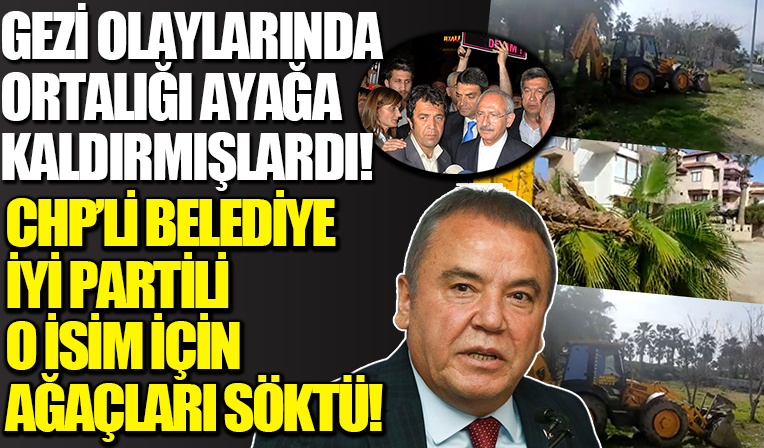 Gezi'de ortalığı yıkmışlardı! CHP'li belediye İyi Parti'li Hasan Hoyrazlı için kamu malı palmiyeleri söktü