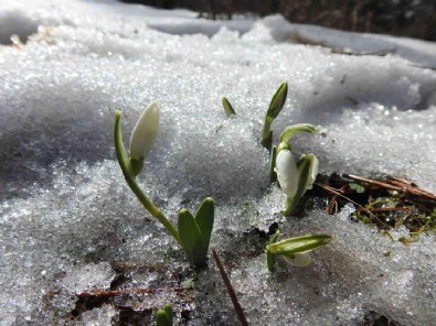 Karların içinden açtı... Koparmanın cezası ise şaşırttı