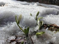 Karların içinden açtı... Koparmanın cezası ise şaşırttı