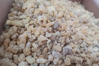 Mezda Sakizinin Kilosu 750 Liradan Satiliyor