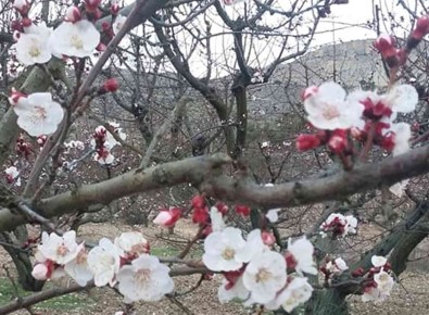 Mersin'de Kayisi Agaçlari Çiçek Açti