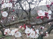 Mersin'de Kayisi Agaçlari Çiçek Açti