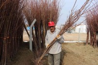 Üretici Kayisi Fidanina Büyük Ilgi Gösteriyor