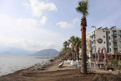 Marmaris'te Sahili Palmiyeler Kaplayacak