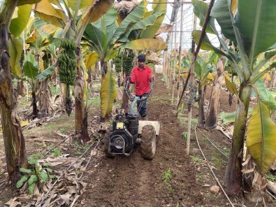 Muz Seralarina Yeni Sezon Hazirlik Çalismalari Basladi