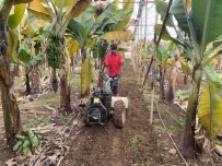 Muz Seralarina Yeni Sezon Hazirlik Çalismalari Basladi