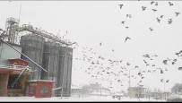 Un Fabrikasi Çatisinda Yüzlerce Güvercini Besliyorlar Haberi