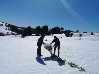 Aydin DKMP Kaçak Avcilara Göz Açtirmiyor