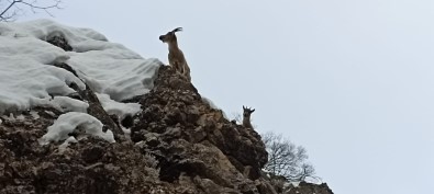 Tunceli'de Yaban Keçileri Görüntülendi