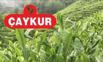 ÇAYKUR İŞÇİ ALIMI - ÇAYKUR 630 İşçi Alımı Ne Zaman? ÇAYKUR İşçi Alımı Başvuruları Ne Zaman?