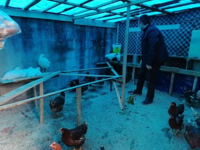 Lise Ögrencileri Hayallerini Gerçeklestirmek Için Tavuk Yetistirip, Yumurta Üretiyor