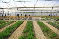 Yagmur Hasadiyla Yilda 300 Ton Su Tasarrufu