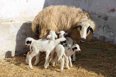 Amasya'da Üç Koyun Besiz Yavruladi