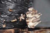 Okudugu Ilkokulun Binasini Kiralayip Mantar Üretimi Yapti