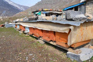 Sirnak'ta Bal Arilari 5 Aylik Kis Uykusundan Uyandi