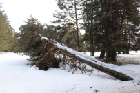 Bolu'da Onlarca Çam Agaci Kökünden Devrildi