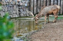 Izmir Dogal Yasam Parki'nin 54 Sakini Artik Usakli