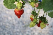 Çilek Sektörü Aydin'da Masaya Yatirilacak