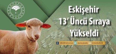 Eskisehir'de Küçükbas Hayvan Sayisi Artti