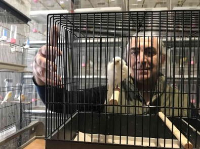 (ÖZEL) Bir Ev Dolusu Kanaryadan 450 Yavru Bekliyor