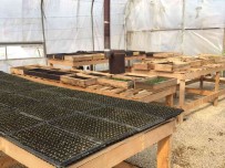 Safranbolu Belediyesi 55 Bin Yazlik Çiçek Tohumu Ekimine Basladi