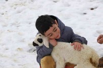 5 Yasindaki Ali'nin En Büyük Nesesi Yeni Dogan Kuzular