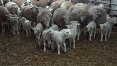 Bunlar Da Üniversiteli Kuzular