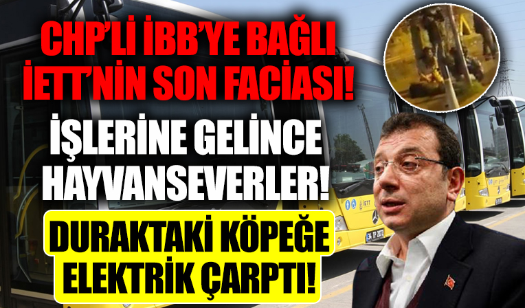 İşlerine gelince hayvanseverler! CHP'li İBB'nin iş bilmezliğinden dolayı bir köpek elektrik akımına kapılarak öldü