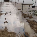 Tasan Dereler, 55 Dekar Çilek Serasini Sular Altinda Birakti