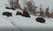 Tunceli'de Aç Kalan Yaban Domuzlari Sürü Halinde Merkeze Indi Haberi