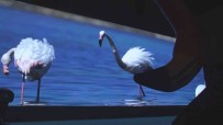 Türkiye'deki Ilk Flamingo Belgeseli 'Pembe Misafirler' Izleyiciyle Bulustu