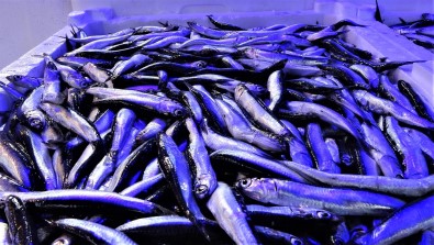 Hamsi Avi Azalinca Ihracati Da Düstü