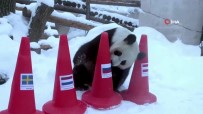 Rusya'da Pandalar 2022 Pekin Kis Olimpiyat Oyunlari'nin Sonucunu Tahmin Etti