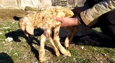 5 Ayakli Kuzu Görenleri Saskina Çevirdi