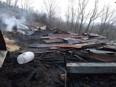 Ahirda Korkutan Yangin Açiklamasi 11 Koyun Telef Olmaktan Kurtarildi