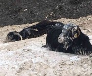 Batakliga Saplanan 15 Keçiden 1'I Telef Oldu