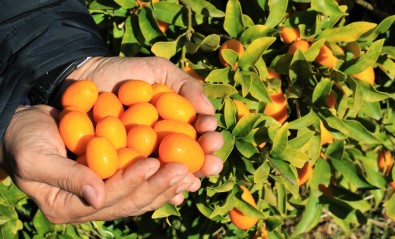 Italyanlar Talip Oldu